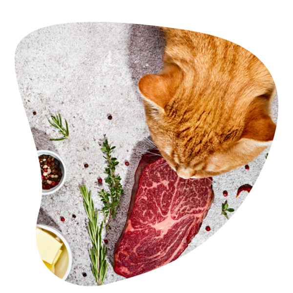 Dieta Natural para Gatos - Ebook